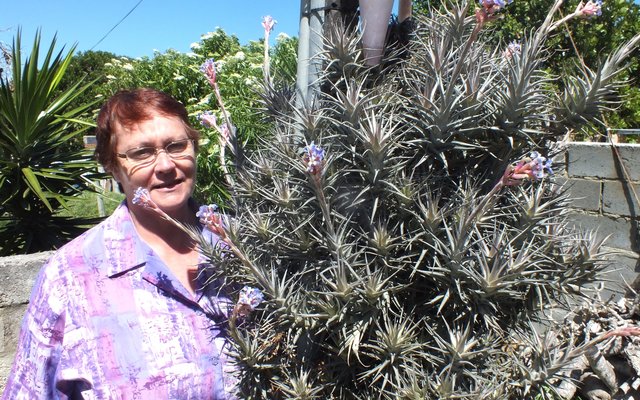 Mary Badenhorst by haar Tillandsia lugplant wat nÃ¡ 28 jaar vir die eerste keer pryk met pragtige pers blomme 